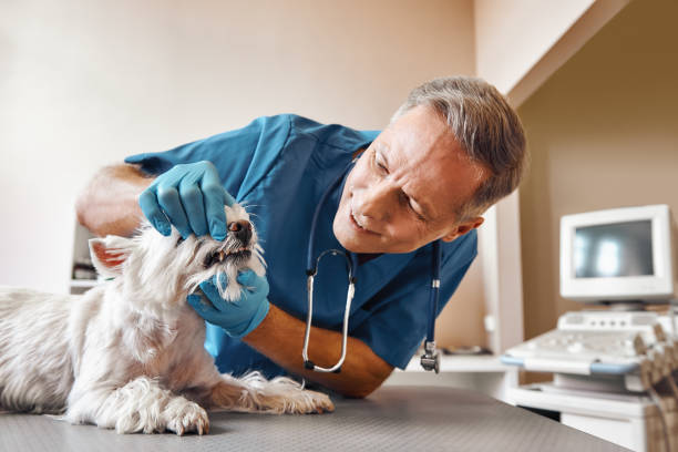 Best Emergency Dentist for Knocked-Out Tooth in South Boston, VA